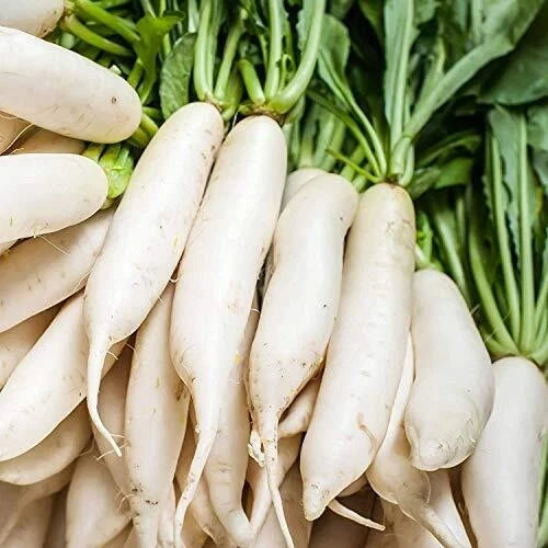 Non-GMO White Icicle Radish Seeds for Planting, Raphanus sativus, Fast-Growing, Crisp, Ideal for Containers