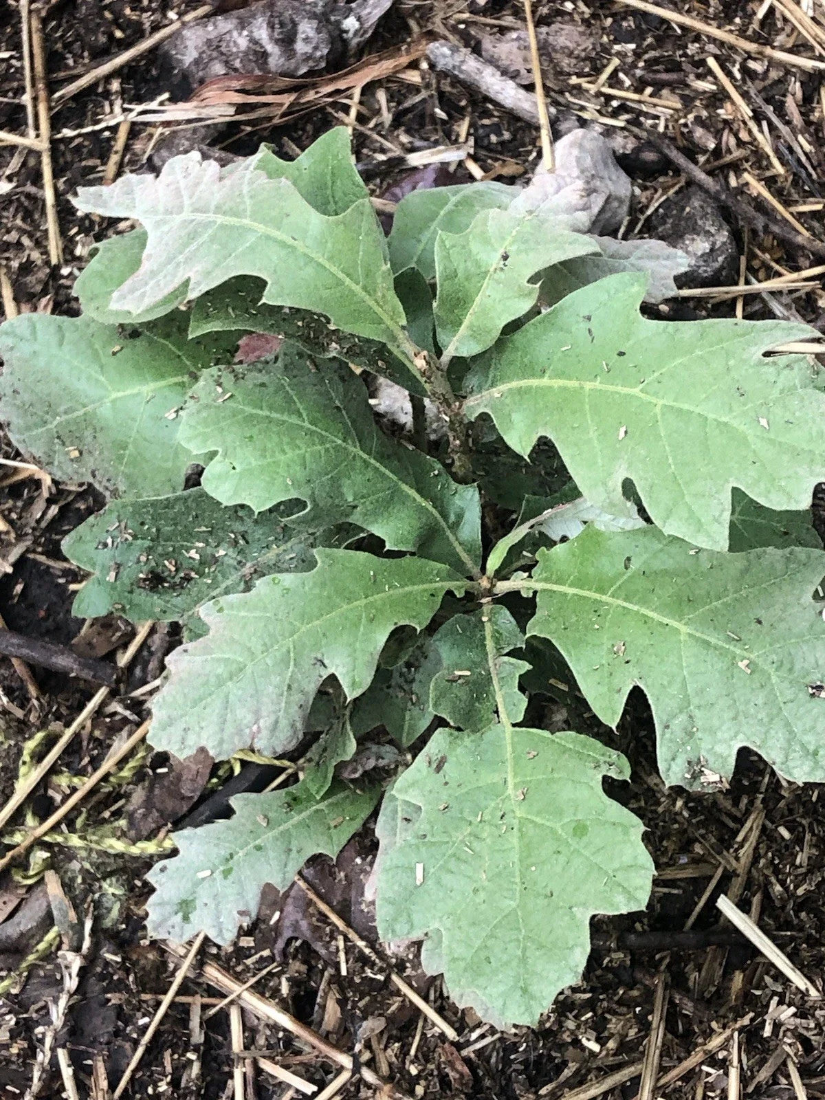Live Oak Saplings 4 Pack - Quercus virginiana Native Trees for Landscaping & Conservation