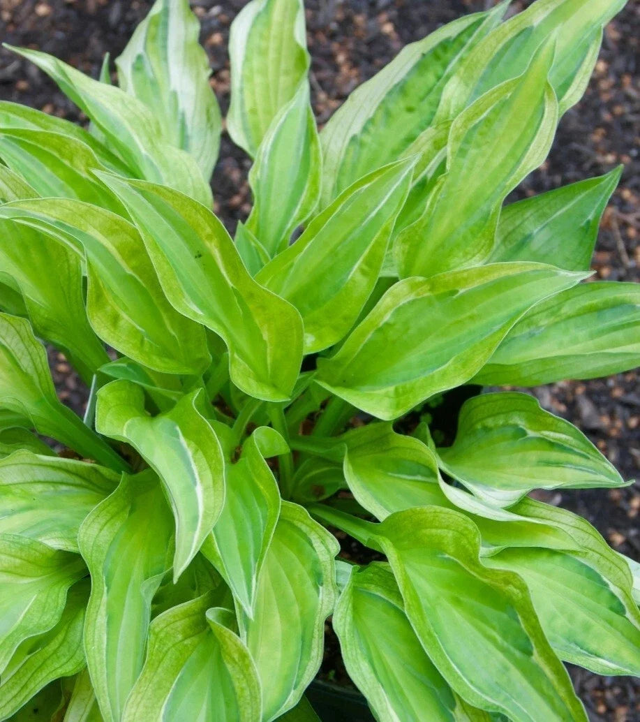 Bare Root Hosta Plant - Yellow Polka Dot Bikini - Green with Yellow Dots - Hosta spp. for Shade Gardens Zones 3-9