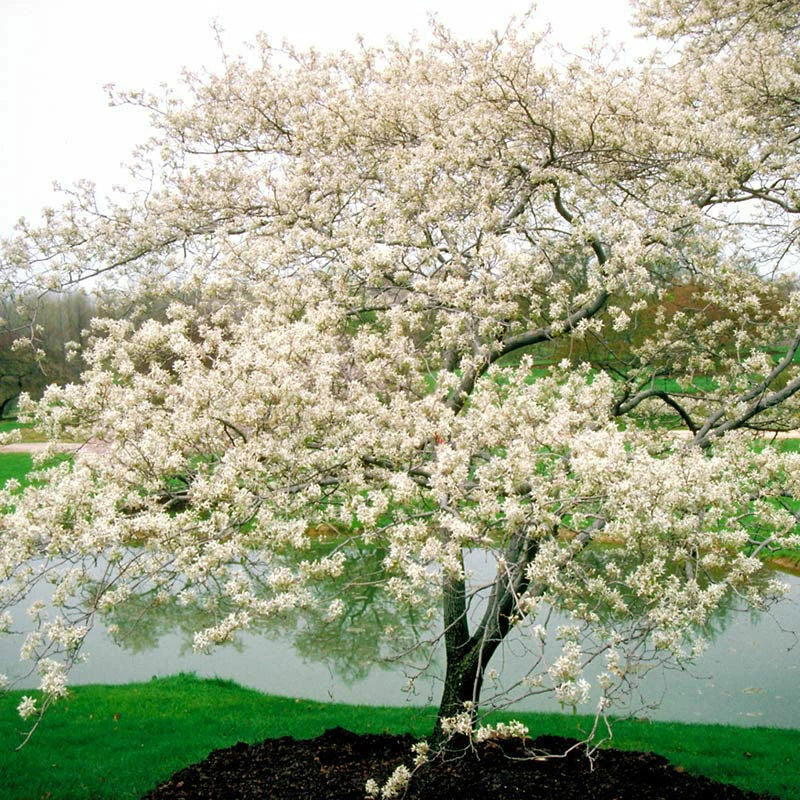 Serviceberry Live Plant 16-24 Inches Amelanchier arborea Small Tree or Shrub, Seasonal Color & Fragrant Blooms