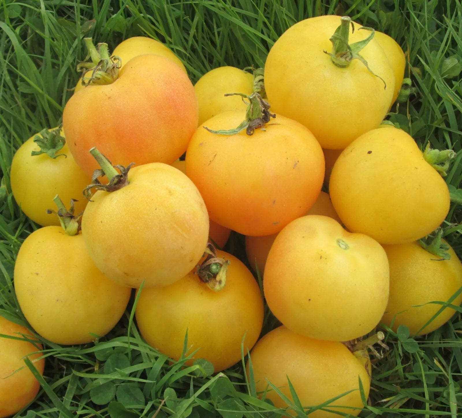 Garden Peach Tomato Seeds - Heirloom Non-GMO Solanum lycopersicum, 100+ Seeds for Home Gardening, Canning & Fresh Eating
