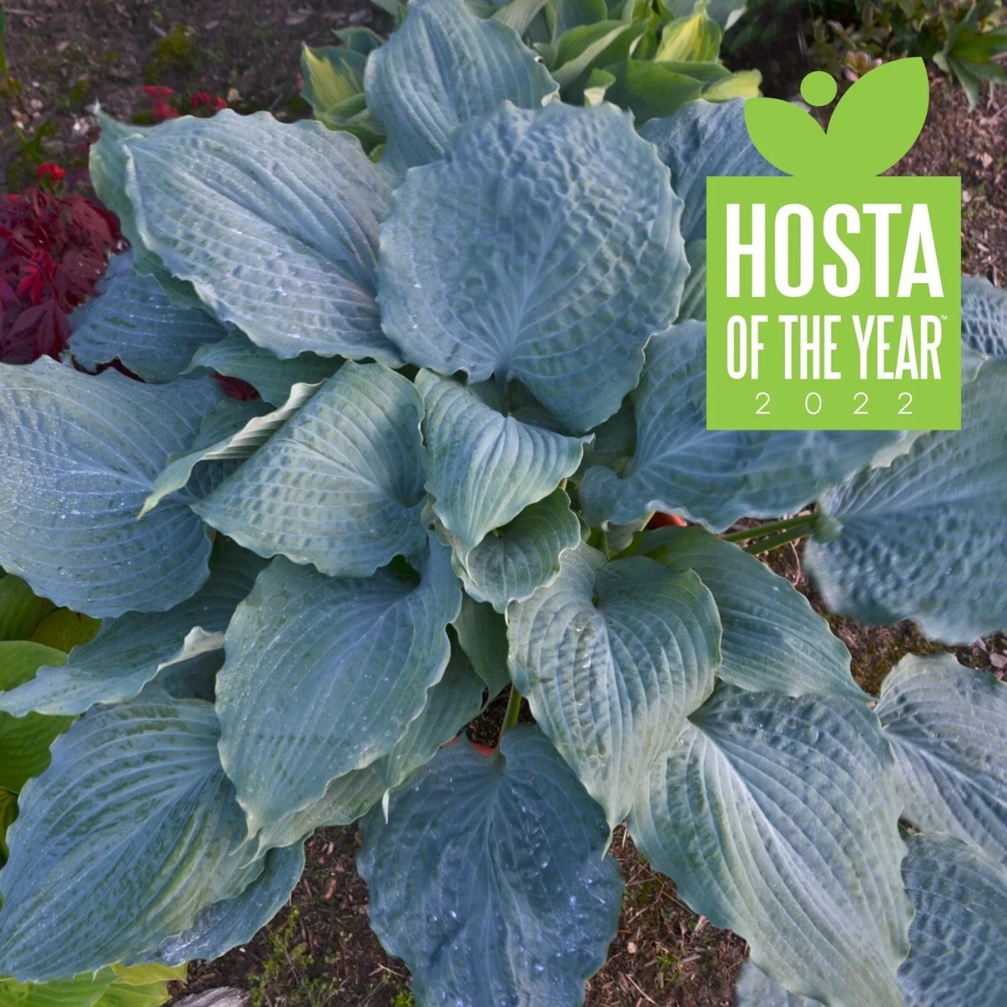 Hosta Diamond Lake Perennial Plant in 5.25" Pot - Proven Winners Hosta of the Year