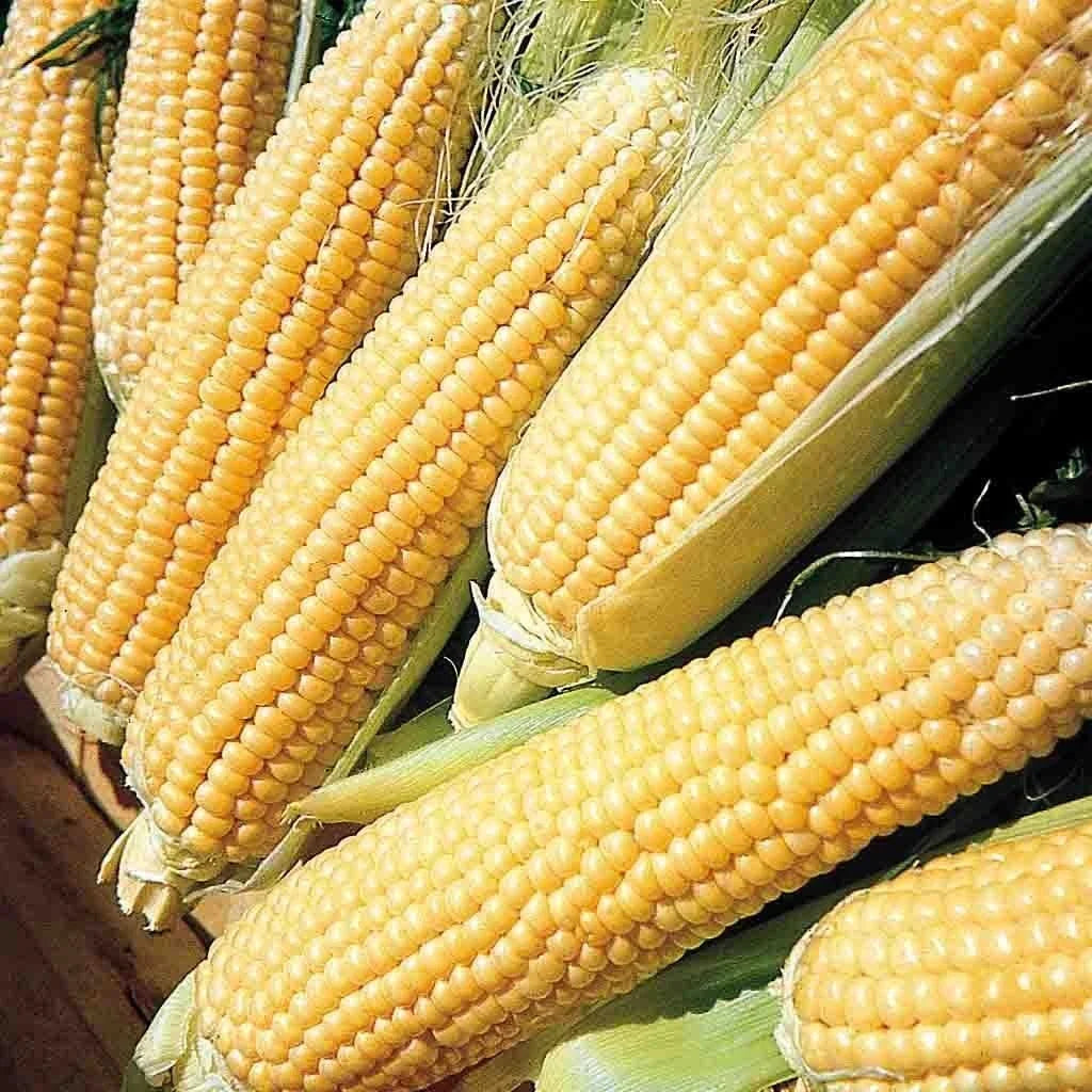 Kandy Korn Sweet Yellow Corn Seeds – 35+ Pack, Hybrid Zea mays, Tender Kernels, 80 Days to Maturity