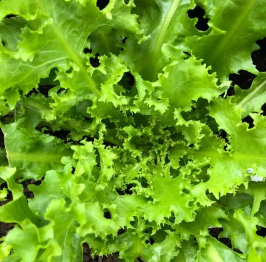Endive Seeds - 1000 Non-GMO Green Curled Ruffec Vegetable Garden Seeds for Salad and Cooking