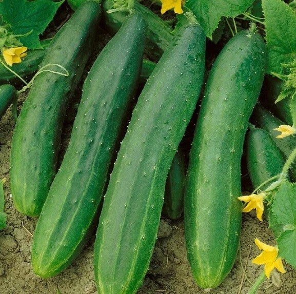 Heirloom Cucumber Seeds - Straight Eight, High Yield, Non-GMO, Cucumis sativus, 25-400 Seeds