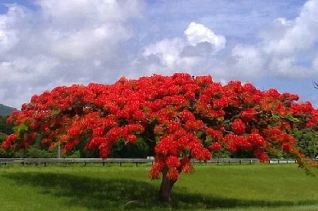 Delonix regia Royal Poinciana Flame Tree Seeds - Tropical Ornamental Tree, Gulmohar, Vibrant Red-Orange Flowers