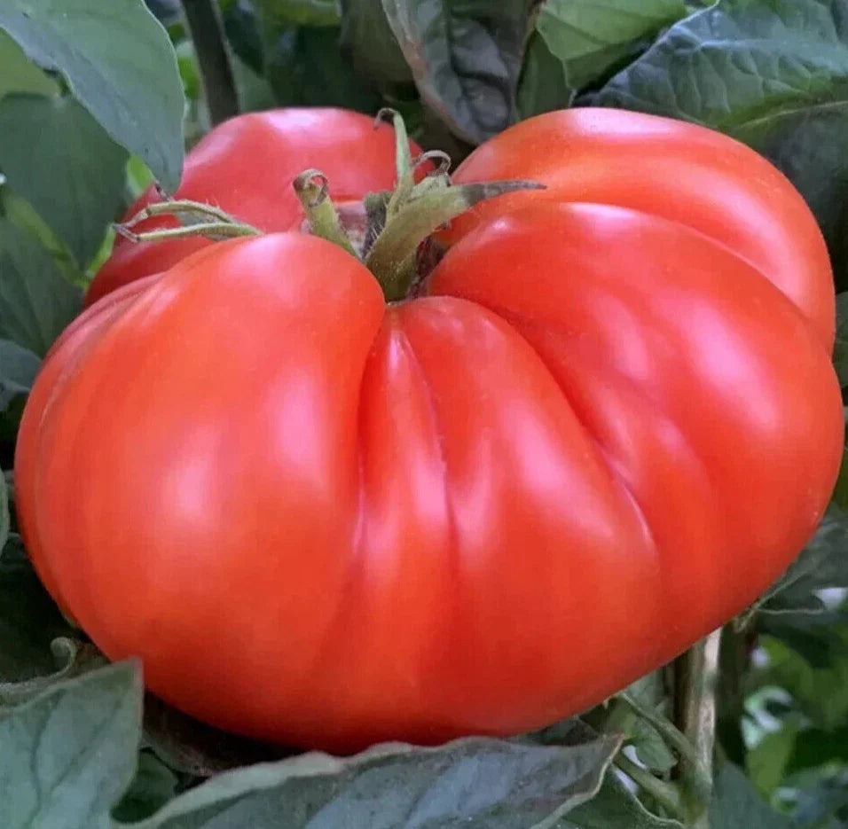 Mortgage Lifter Tomato Seeds - 50+ Indeterminate Beefsteak Vegetable Garden Seeds
