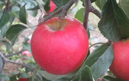 Pixie Crunch Apple Seeds - 25+ Heirloom Malus domestica Seeds for Garden Planting USA