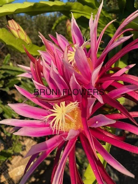 Bruni Dragon Fruit Cuttings 8-12" | Hylocereus undatus | Exotic Tropical Cactus Propagation