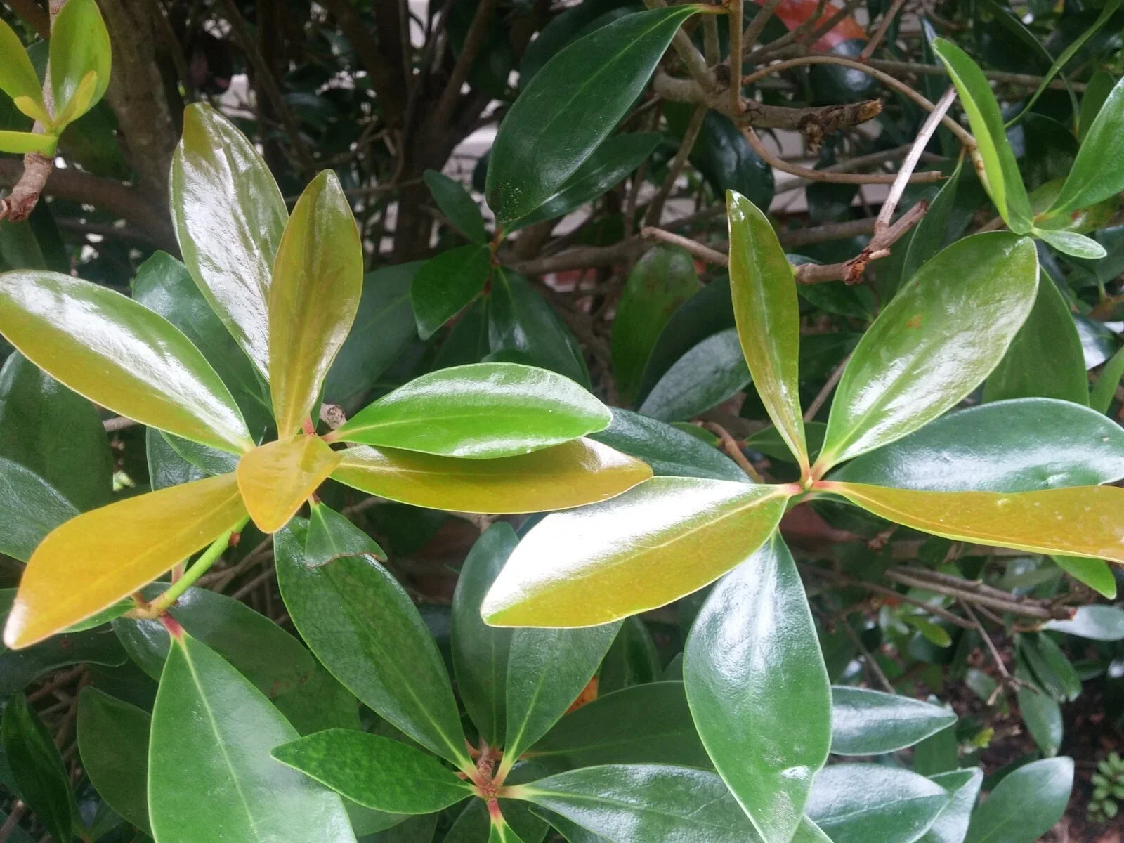 Cleyera Japonica Cuttings 5+4 Scions for Rooting Evergreen Bush Hedge Privacy Screen Landscaping