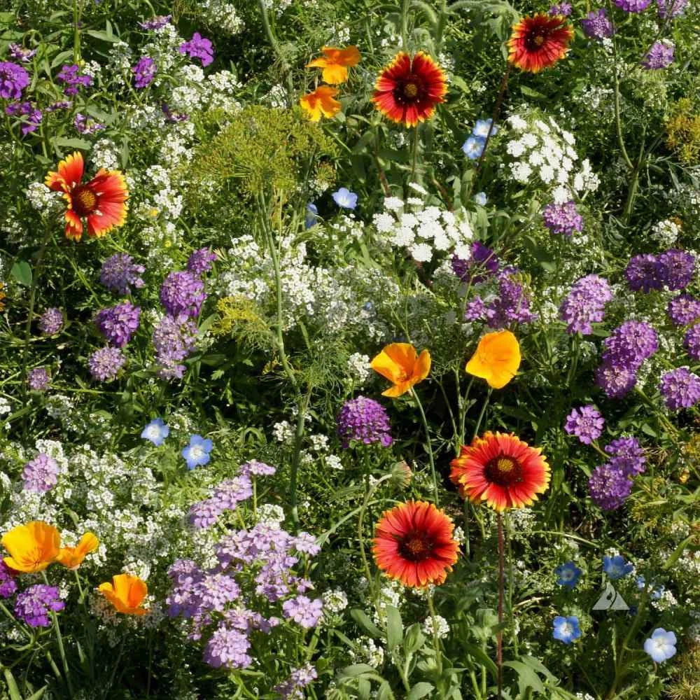 Wildflower Seed Mix - Heirloom Beneficial Insectary Blend for Pollinator Gardens - 1000 Seeds