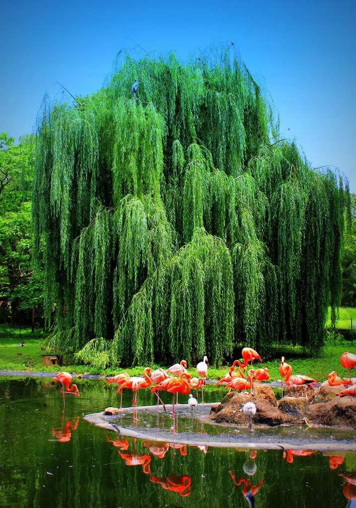Weeping Willow Tree Cutting - Live Plant - Salix babylonica - Elegant Drooping Branches, Memorial Gift