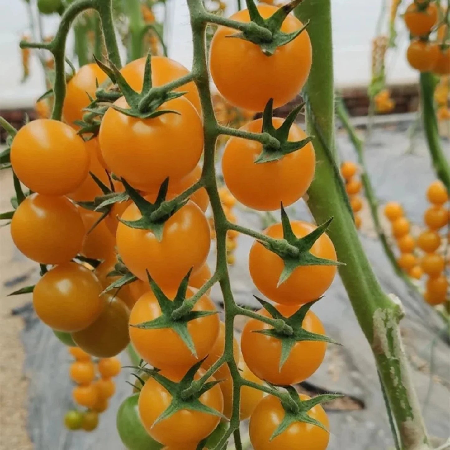 Yellow Cherry Tomato Seeds - Heirloom Non-GMO, Patio Choice, Sweet Variety, Solanum lycopersicum, 100pcs