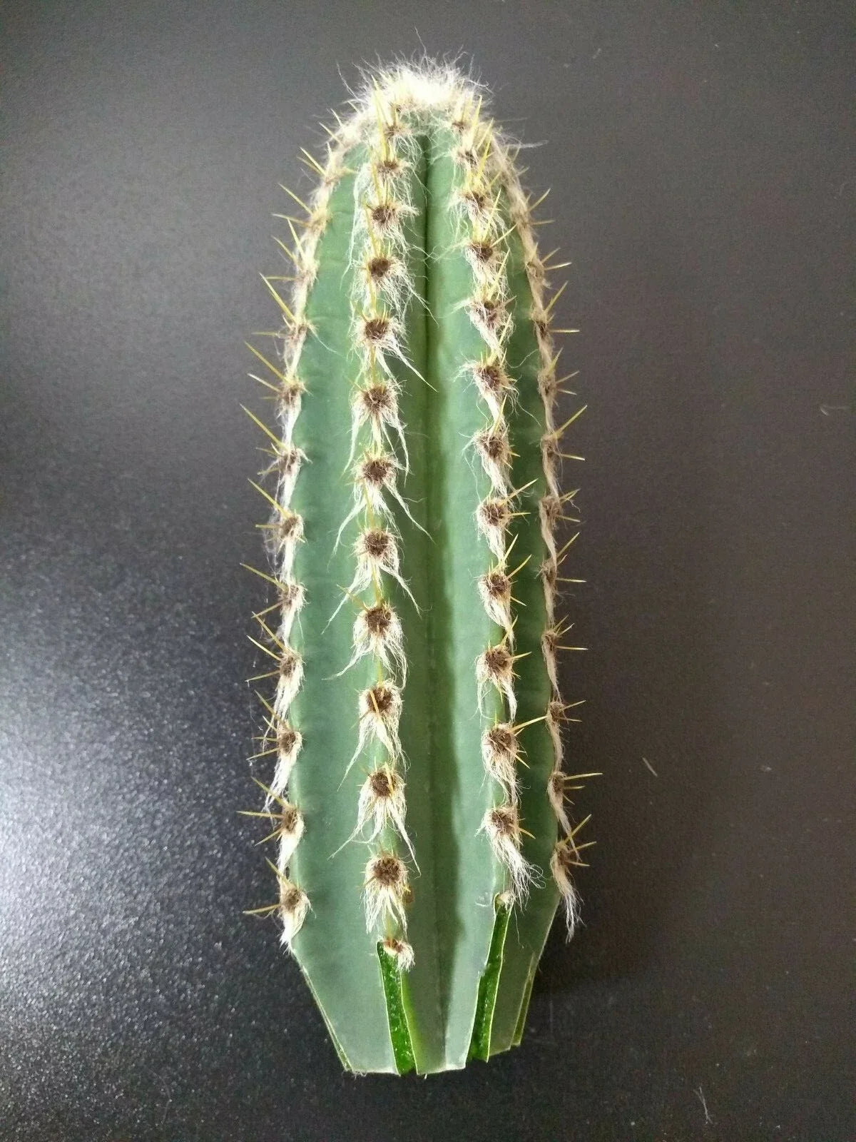 Cephalocereus royenii Starter Cactus 6" Pot, Pipe Organ Cactus, Sebucán Succulent, Drought-Tolerant Indoor Outdoor Plant