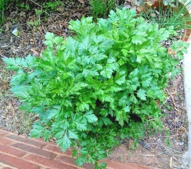 Organic Italian Flat Leaf Parsley Seeds - 301+ Non-GMO Culinary Herb for Garden & Containers - Petroselinum crispum