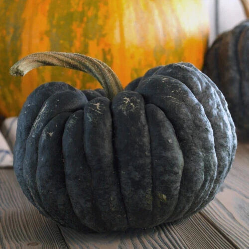 Yokohama Squash Seeds – Heirloom Cucurbita maxima – Vining Vegetable for Garden Planting – Pack of 25+ Seeds