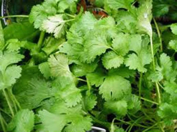 Cilantro Seeds - Non-GMO Heirloom Slow Bolt Variety for Cooking - Coriandrum sativum, Pack of 100