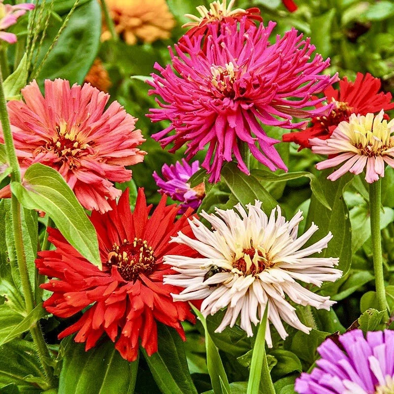 Giant Cactus Zinnia Seeds Mix - 100 Pack Annual Flower Seeds for Bees & Butterflies - Colorful Garden Blooms - Zinnia elegans