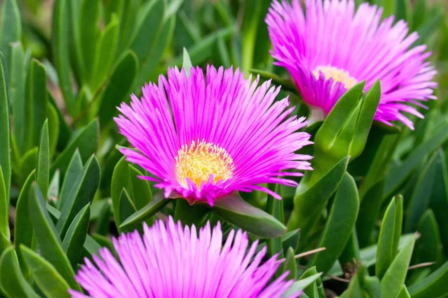 Live Ice Plant Cuttings 30 pcs Drought-Resistant Ground Cover Delosperma spp. for Rooting and Landscaping