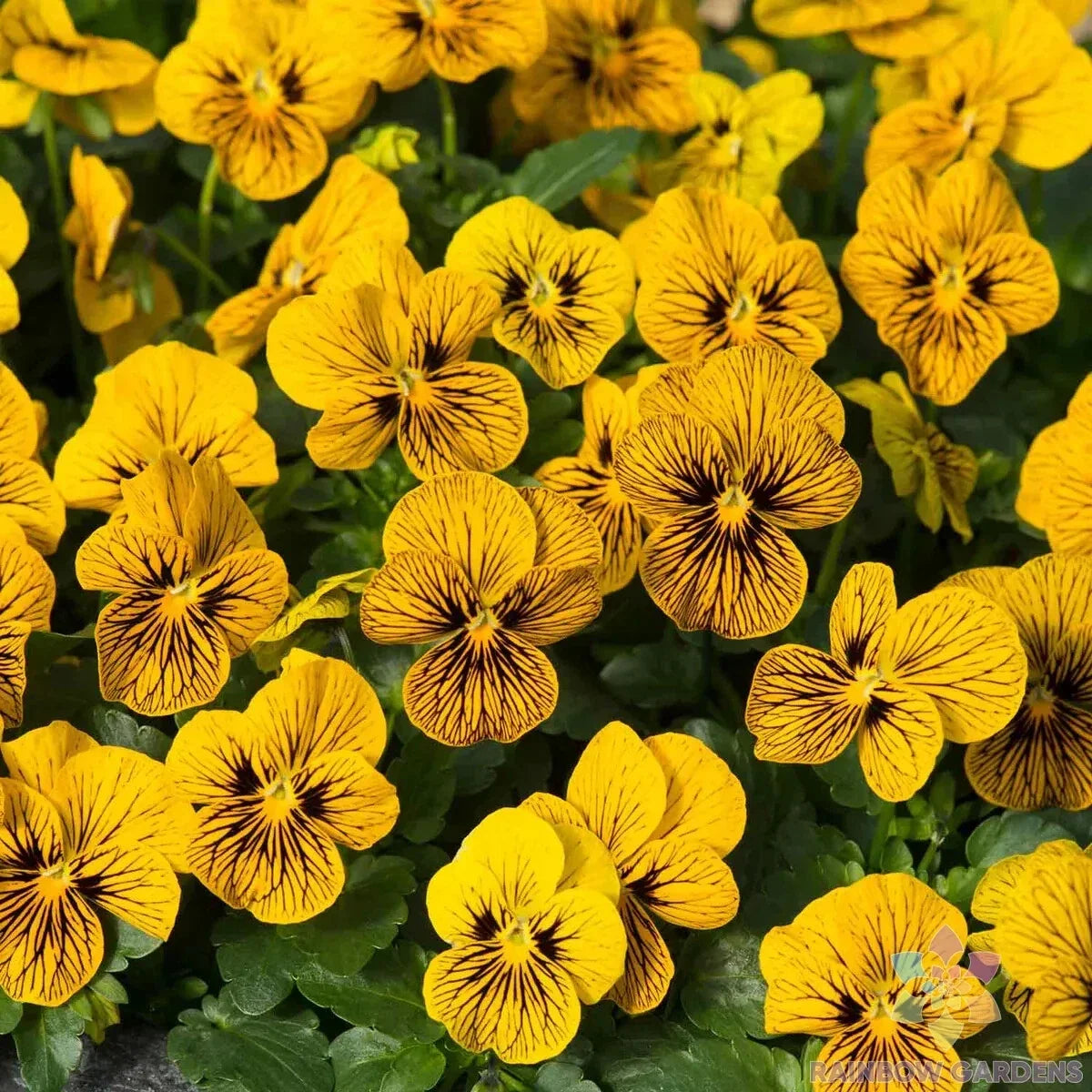 Sorbet Tiger Eye Pansy Seeds - Viola x wittrockiana - Bicolor Yellow & Purple Flowers - Garden Flower Seeds, 200+ Count