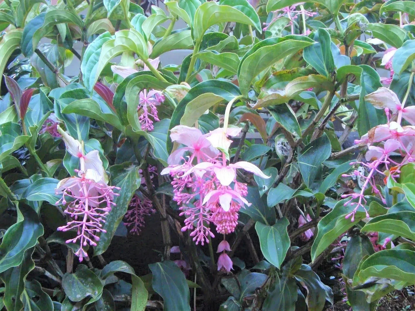 Royal Chandelier Medinilla Plant | Rare Medinilla magnifica Live Starter | Indoor Exotic Plant