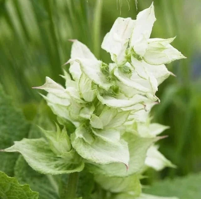 White Swan Clary Sage Flower Seeds 100 Pack - Salvia sclarea for Garden, Pollinator Attracting, Drought Tolerant