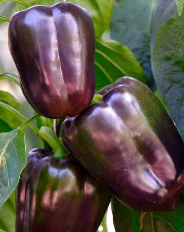 Sweet Purple Beauty Pepper Seeds - 25 Premium Capsicum annuum for Garden, Container, or Raised Bed Cultivation