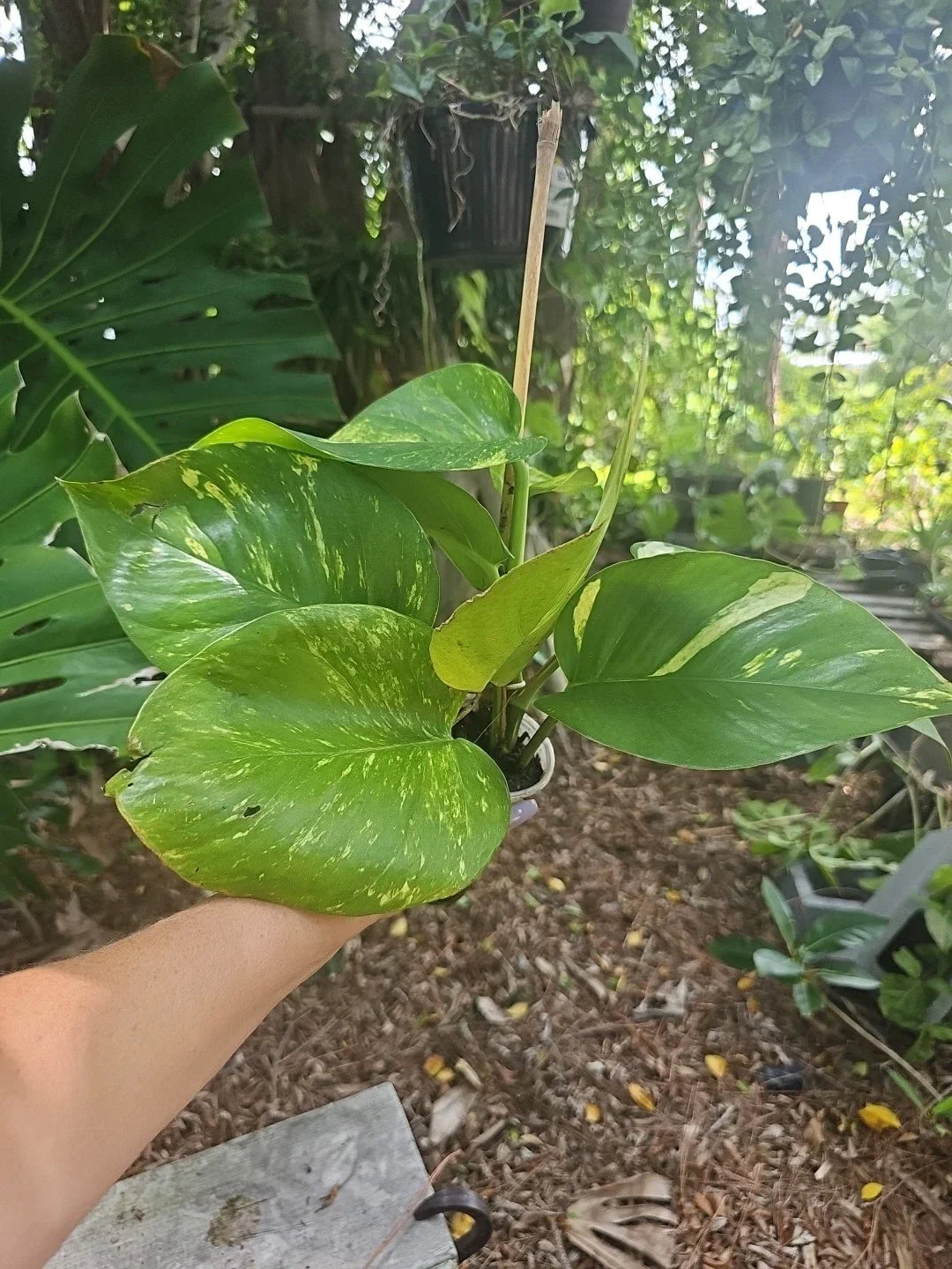 GIANT Variegated Golden Pothos Plant in 3" Pot - Climbing Hawaiian Epipremnum aureum