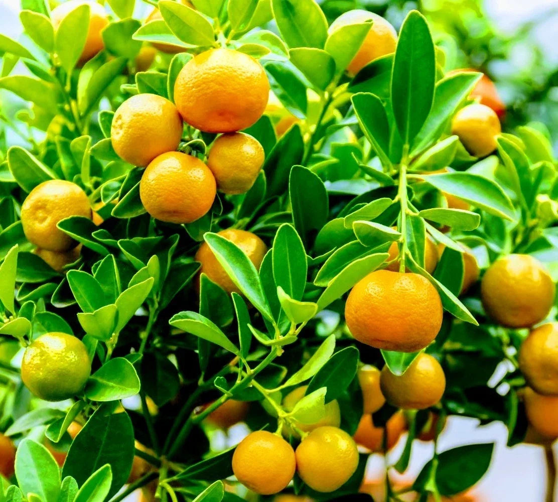 Calamondin Orange Tree 3 Gallon Potted Citrus × microcarpa Fruiting Indoor Outdoor