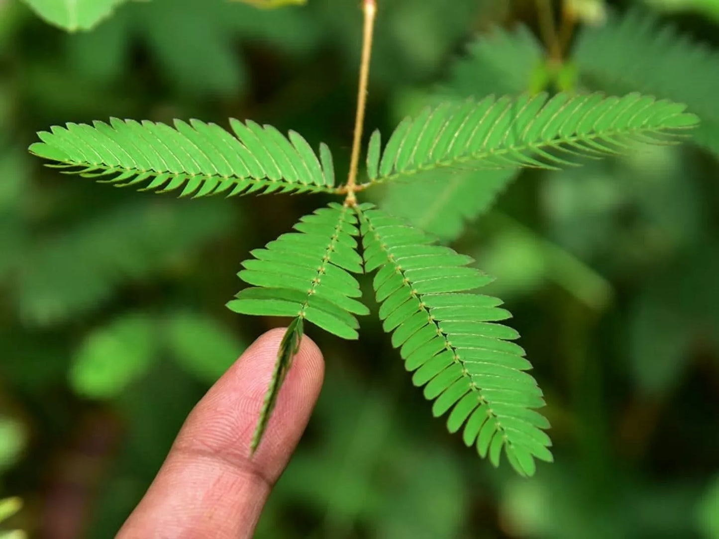 Sleeping Grass Seeds - 50 Seeds - Mimosa Pudica Sensitive Plant with Moving Leaves - Indoor & Outdoor Gardening