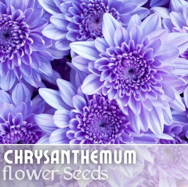 Chrysanthemum Seeds - 200 Faded Lilac Mum Flower Seeds - Annual Chrysanthemum morifolium for Gardens & Borders