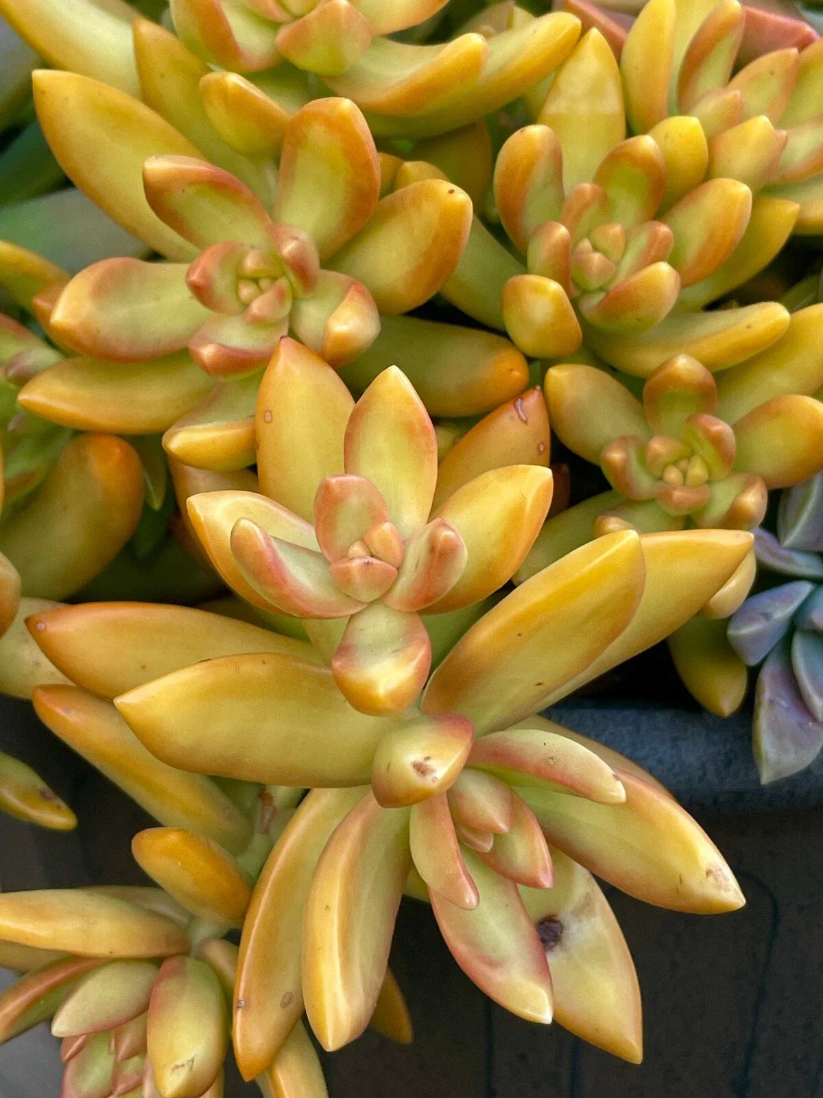 Rare Sedum Orange Delight Succulent Cutting - 2-Inch Unrooted Live Plant