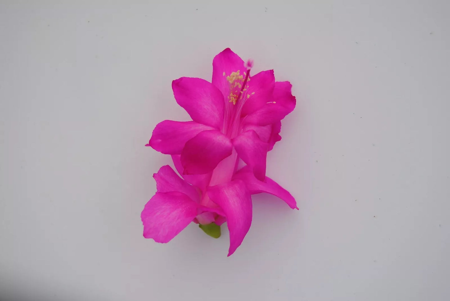 Christmas Cactus Starter Plant – Dutch April Variety – Healthy Well-Rooted Schlumbergera truncata
