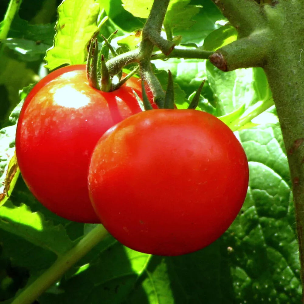Tomato Seeds - Bonny Best Scarlet Slicer Variety - Solanum lycopersicum - Set of 40+ Non-California Shipping