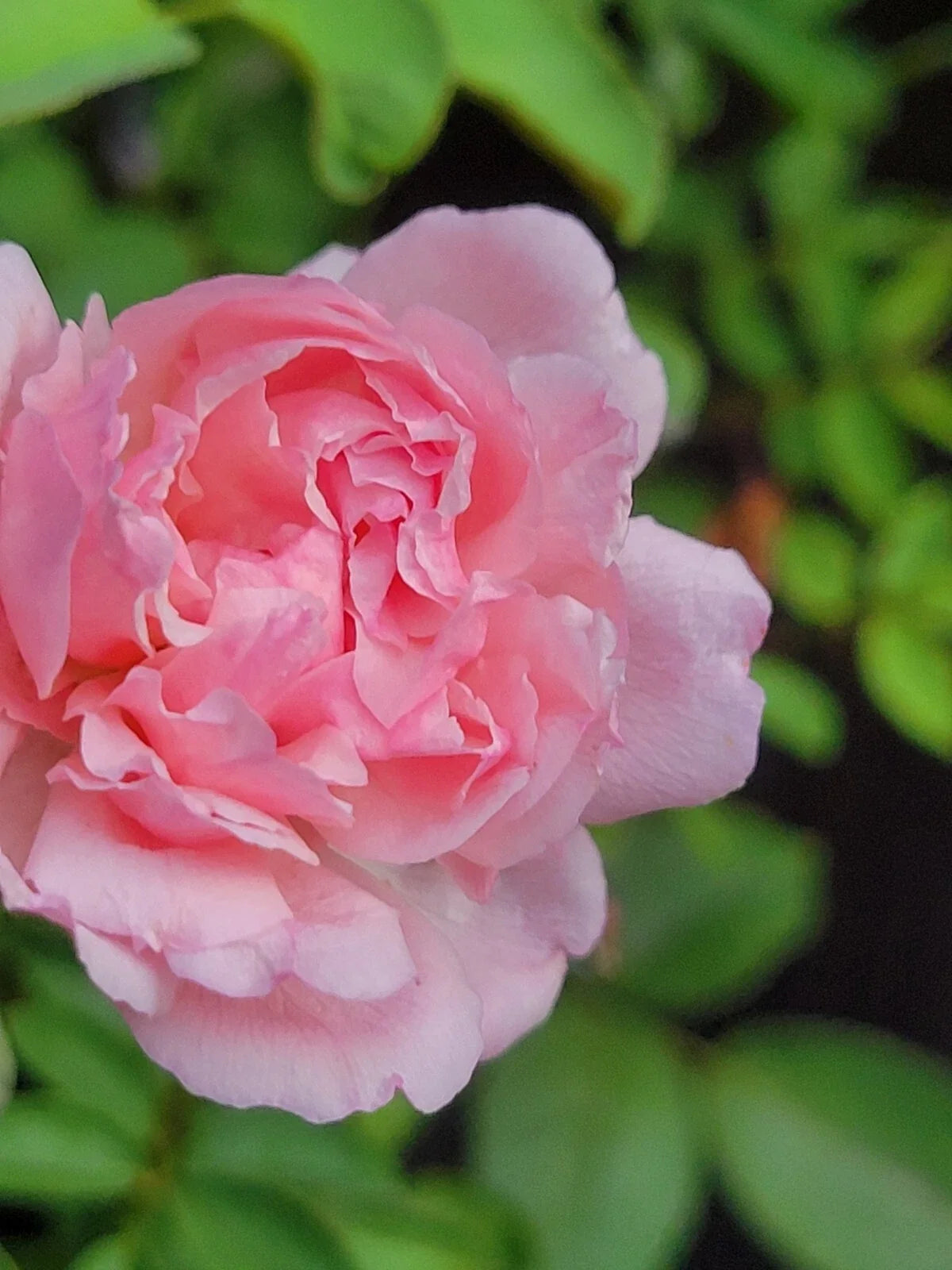 Pink Garden Rose Cuttings - Climbing Rose Unrooted 5-8" Long - Fragrant Rosa 'Climbing Pink'