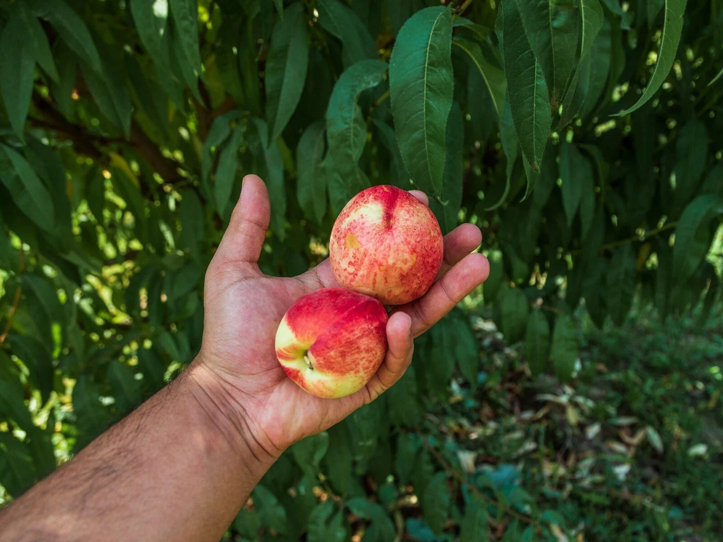 Dwarf Peach Tree Seeds Pack of 12 - Fast Growing Prunus persica for Small Gardens & Containers