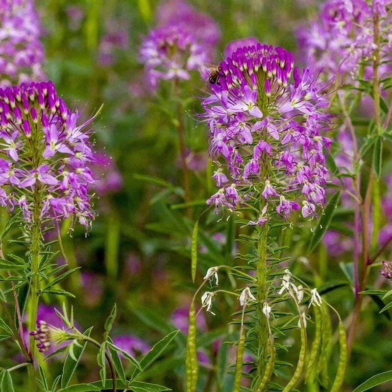 Rocky Mountain Bee Plant Seeds, 50 Count, Cleome Serrulata Annual Flower Seeds, Pink and Purple, Pollinator Attracting, Drought Tolerant