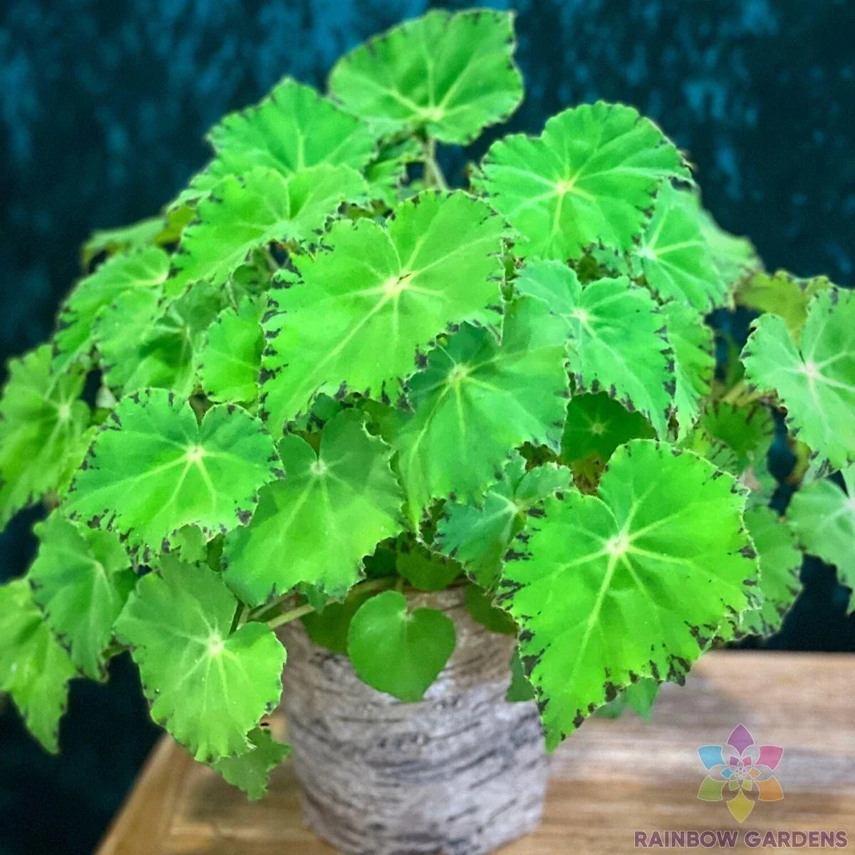 Green Begonia Seeds for Garden Planting - Begonia x tuberhybrida, Indoor & Outdoor, Free Shipping