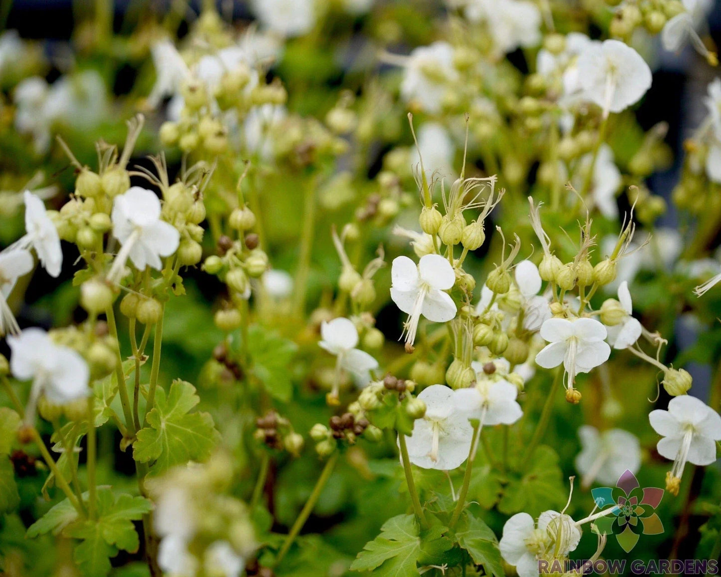 White Geranium Seeds - Pelargonium zonale - Garden Planting, White Flowers, Annual, Easy to Grow