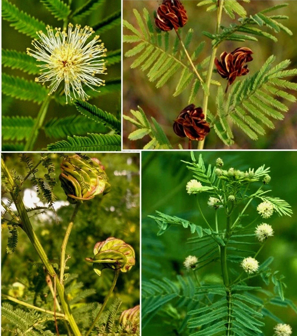 Illinois Bundleflower Seeds – Native Prairie Wildflower Seeds for Pollinator Gardens, Desmanthus illinoensis, Drought-Tolerant, Low Maintenance