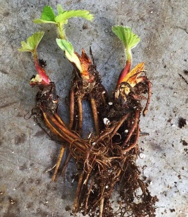 Seascape Strawberry Plants - Certified Organic Everbearing Bare-Root Fragaria × ananassa - 50 Plants