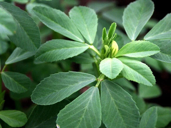 Fenugreek Herb Seeds - Pack of 100 - Heirloom Trigonella Foenum-Graecum - Culinary Herb for Cooking & Gardening