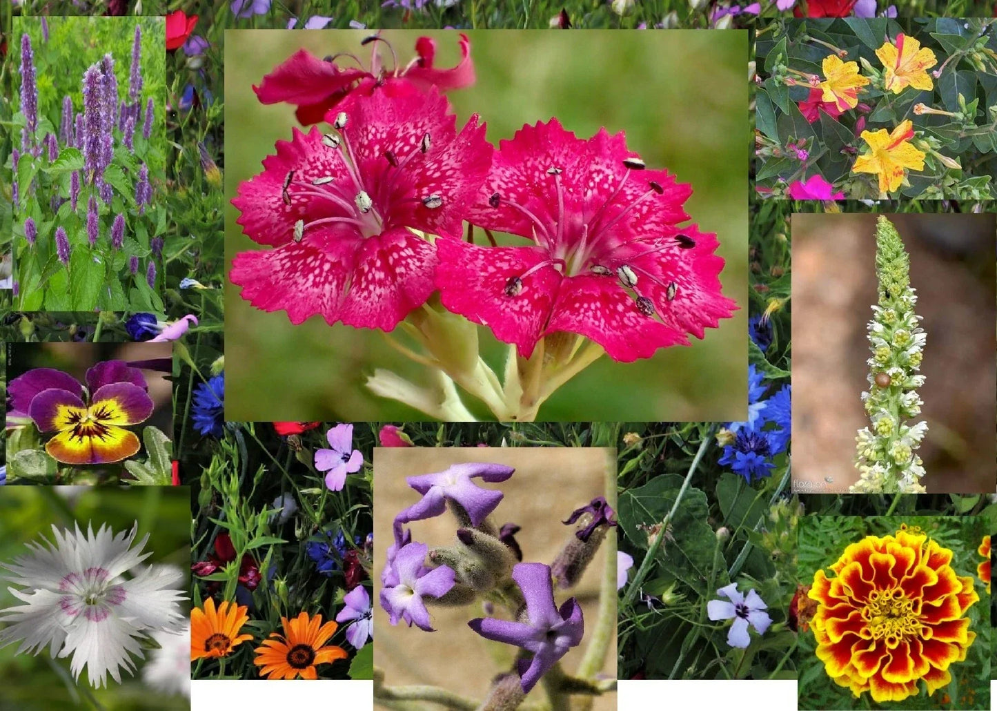 Aromatic Mix Seeds - 15+ Fragrant Varieties, Fast Growing, 300+ Seeds for Gardens & Landscaping