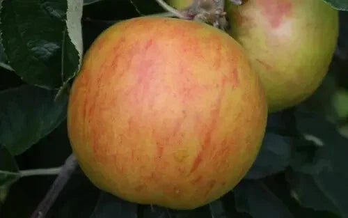 Holstein Apple Seeds - 25+ Fruit Seeds for Home Garden - Malus domestica - USA Grown, Free Shipping