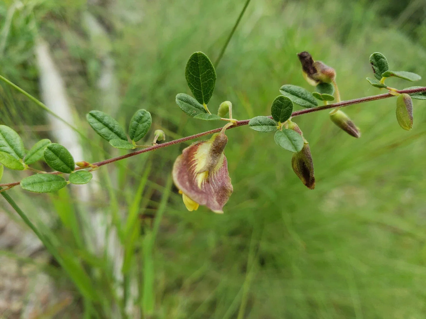 Royal Snoutbean Seeds | 5+ Organic Rhynchosia cytisoides | Florida Native Plant