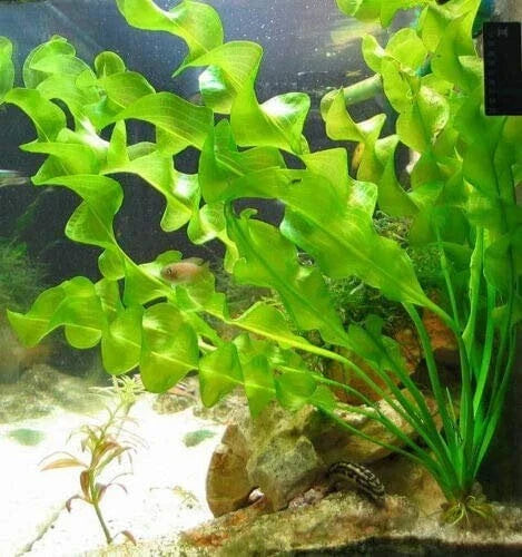 Aponogeton Ulvaceus Bulb - Easy Live Aquarium and Pond Plant