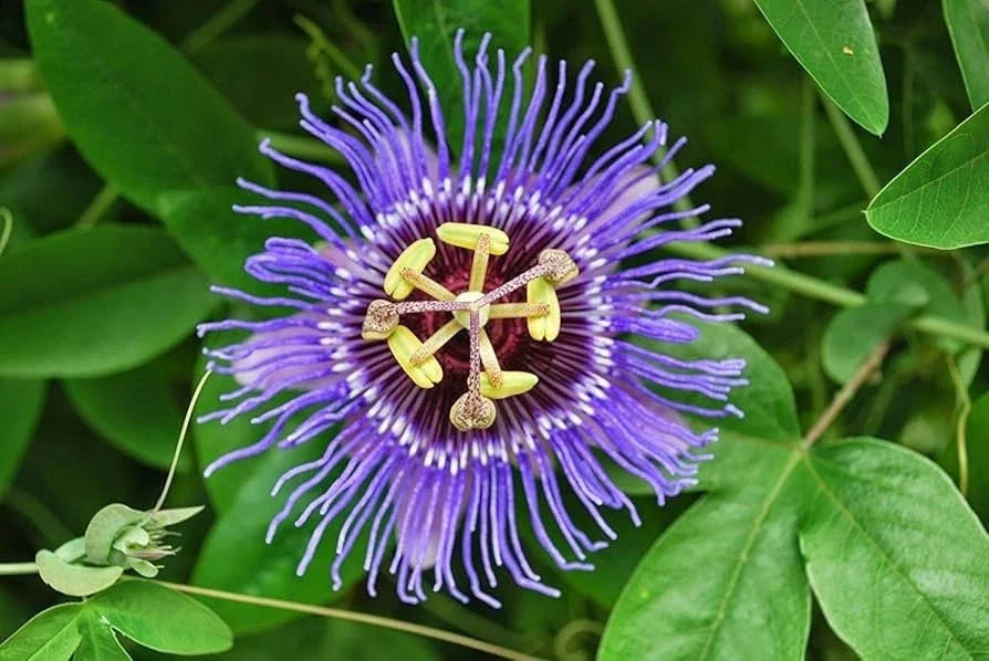 Passion Flower Starter Plant 4" Passiflora Incarnata Live Green Climbing Vine for Garden or Indoor Use