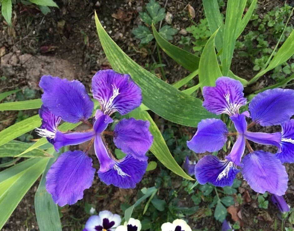 Purple Iris Tectorum Rhizomes - 5 Live Healthy Plants for Vibrant Garden Blooms