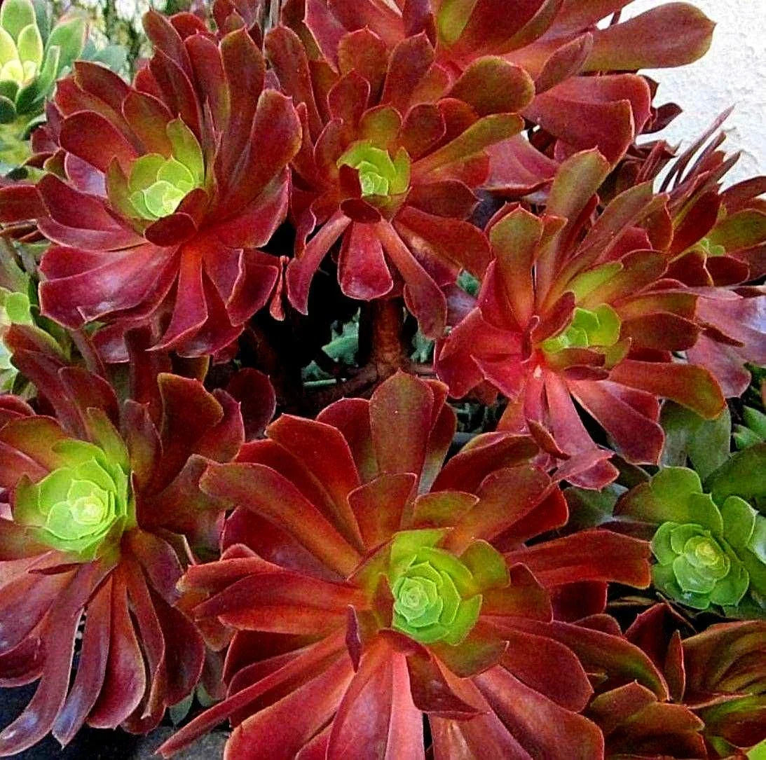 Large Aeonium VELOUR Succulent Cutting - Unique Variegated Indoor Plant