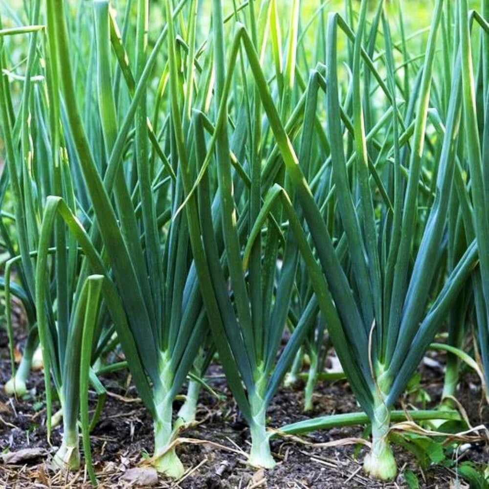 Tokyo Long White Scallion Seeds | Allium fistulosum | Asian Green Onion Seeds